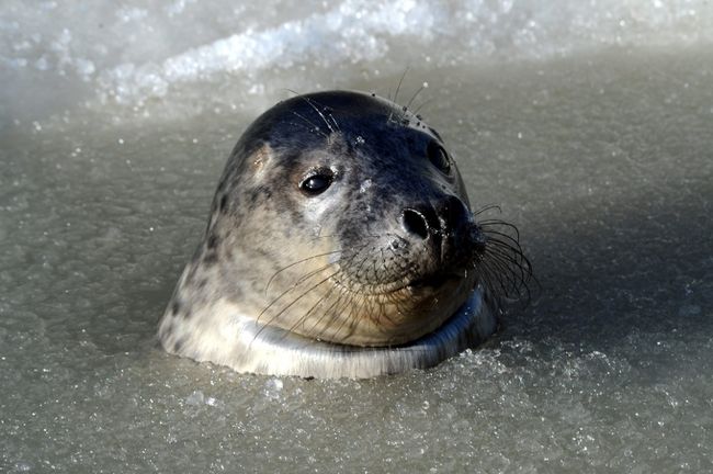 Toronto Sun - Culling seal to save cods is nonsense