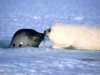 kissing-pup-from-water