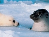 seal1