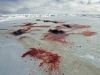 graphic3